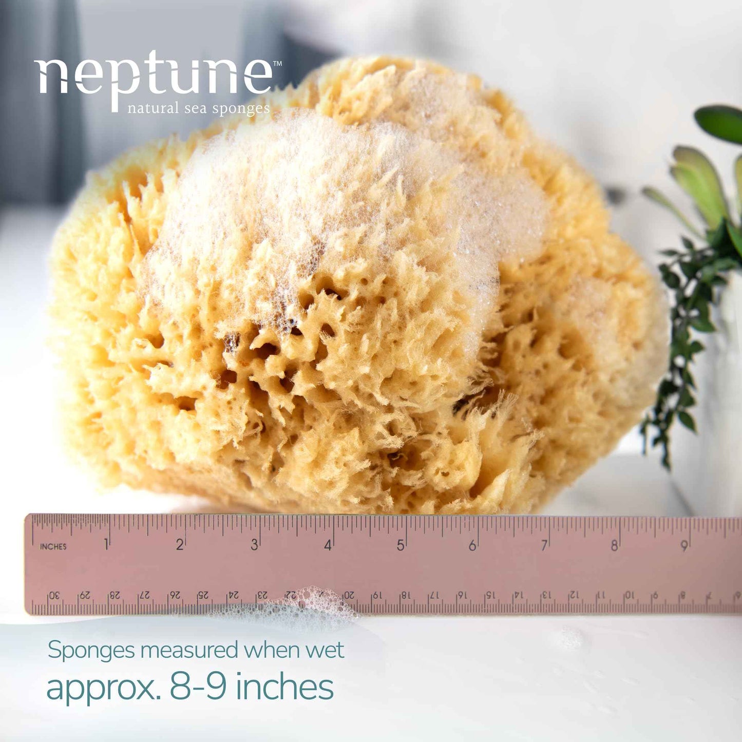 Neptune Sea Wool Sponge – Natural Mediterranean Bath Sponge, Hand-Cut, Extra-Large, Approx. 8-9", Gentle Exfoliation for Body & Skincare