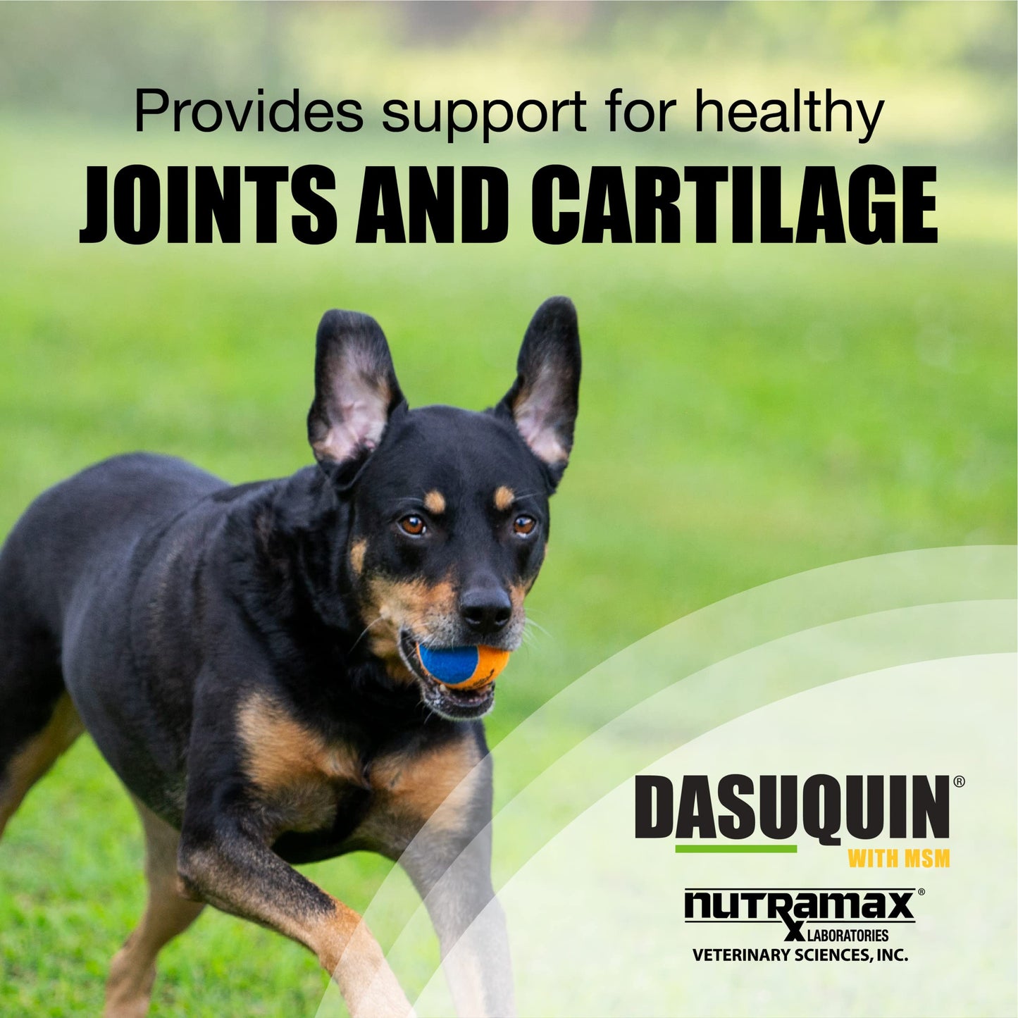 Nutramax Laboratories Dasuquin with MSM Joint Health Supplement for Large Dogs - With Glucosamine, MSM, Chondroitin, ASU, Boswellia Serrata Extract, and Green Tea Extract, 150 Soft Chews