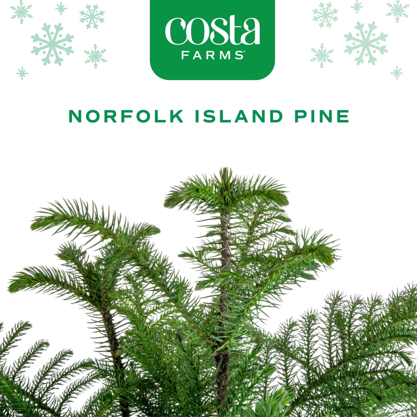 Costa Farms Live Christmas Tree, Large Norfolk Island Pine Tree in Nursery Plant Pot, Potting Soil, Indoor Tree Decor, All Seasons Christmas Gift or Room Decor, 3-4 Feet Tall