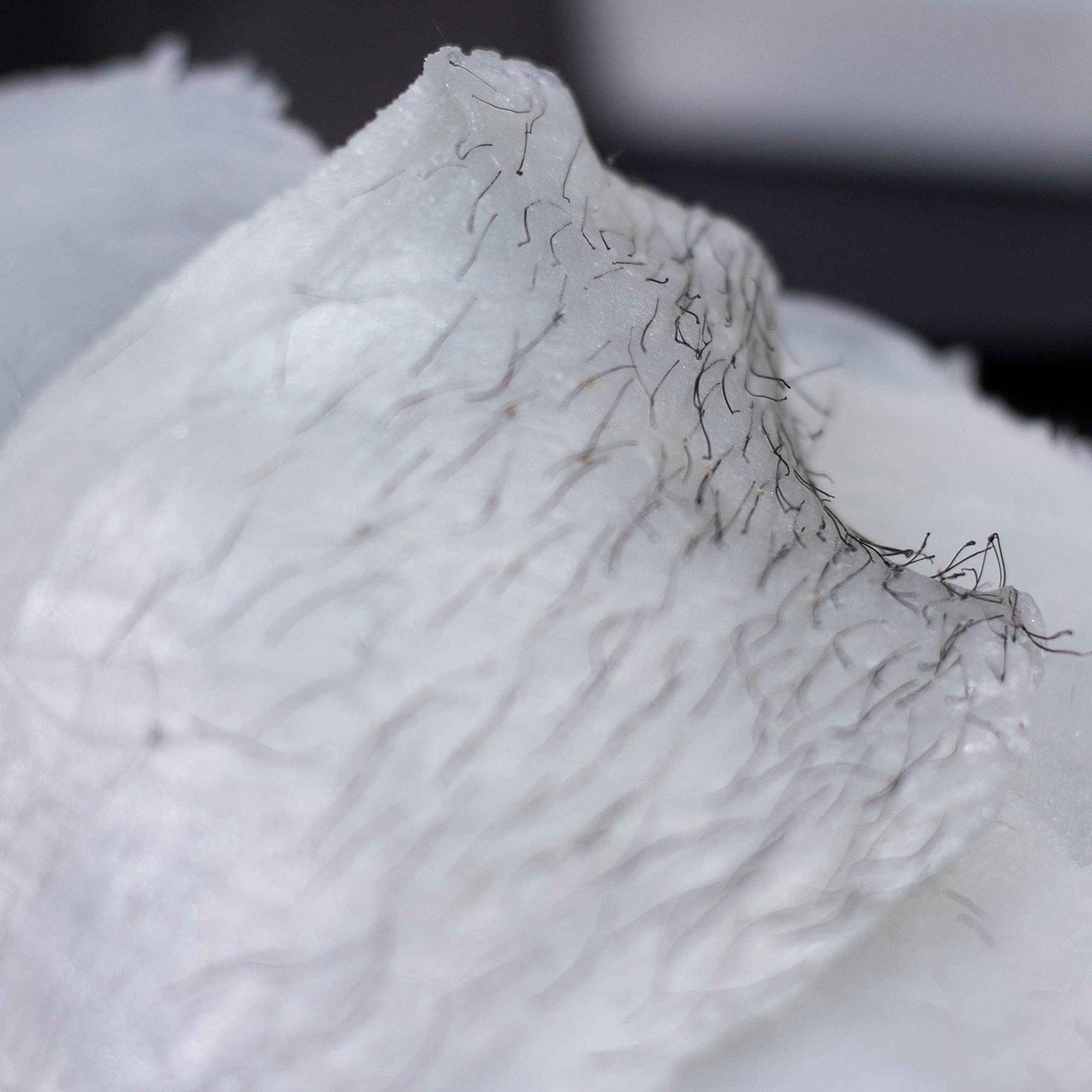 NOVA Wax 500g (1lb) Hard Waxing Beads for Painless Hair Removal, Perfect for Brazilian, Bikini, Face, Legs, Underarm, Back, and Chest