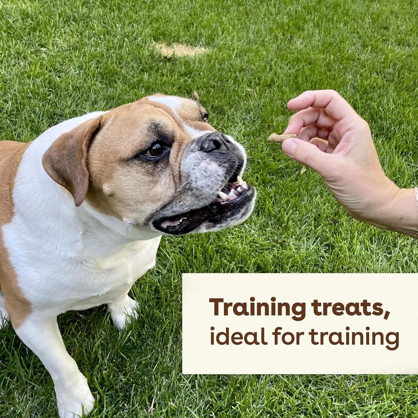 Pupford Freeze Dried Training Treats for Dogs & Puppies, 225+ Two Ingredient Bites (Salmon, 2 oz)