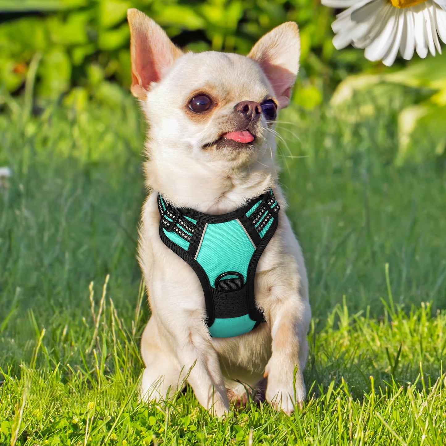 rabbitgoo Dog Harness, No-Pull Pet Harness with 2 Leash Clips, Adjustable Soft Padded Dog Vest, Reflective No-Choke Pet Oxford Vest with Easy Control Handle for Small Dogs, Turquoise, XS