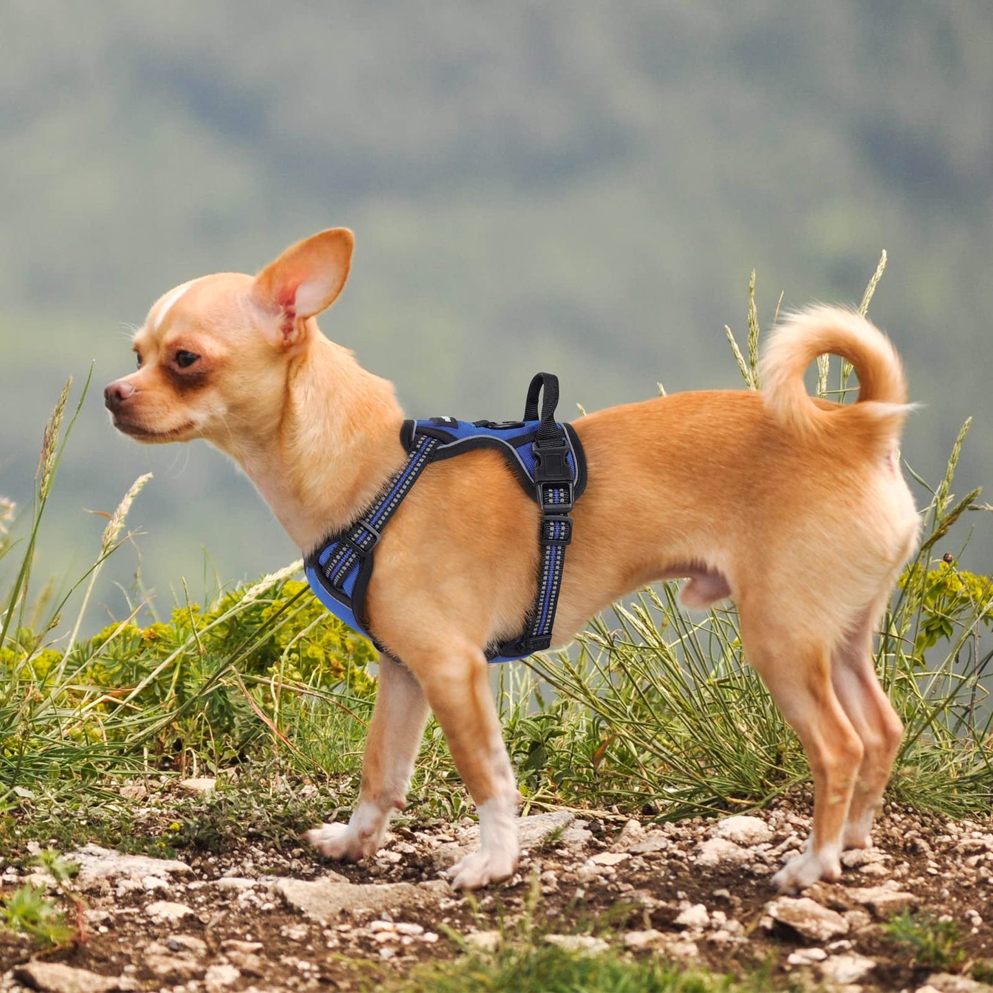 rabbitgoo Dog Harness, No-Pull Pet Harness with 2 Leash Clips, Adjustable Soft Padded Dog Vest, Reflective No-Choke Pet Oxford Vest with Easy Control Handle for Small Dogs, Dazzling Blue,XS