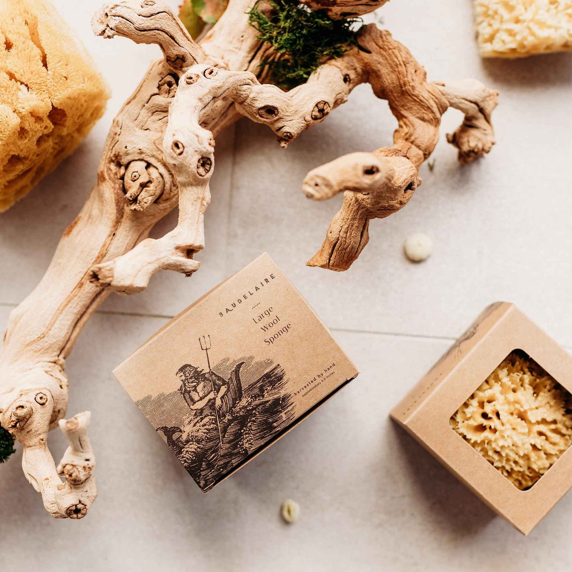 Sea Wool Sponge by Baudelaire 5.5" - Natural Sea Sponges for Bathing - Bath Sea Sponge for Shower - Natural Sea Sponge Loofah | Durable | Sustainable & Environment-Friendly Natural Sponges for Body