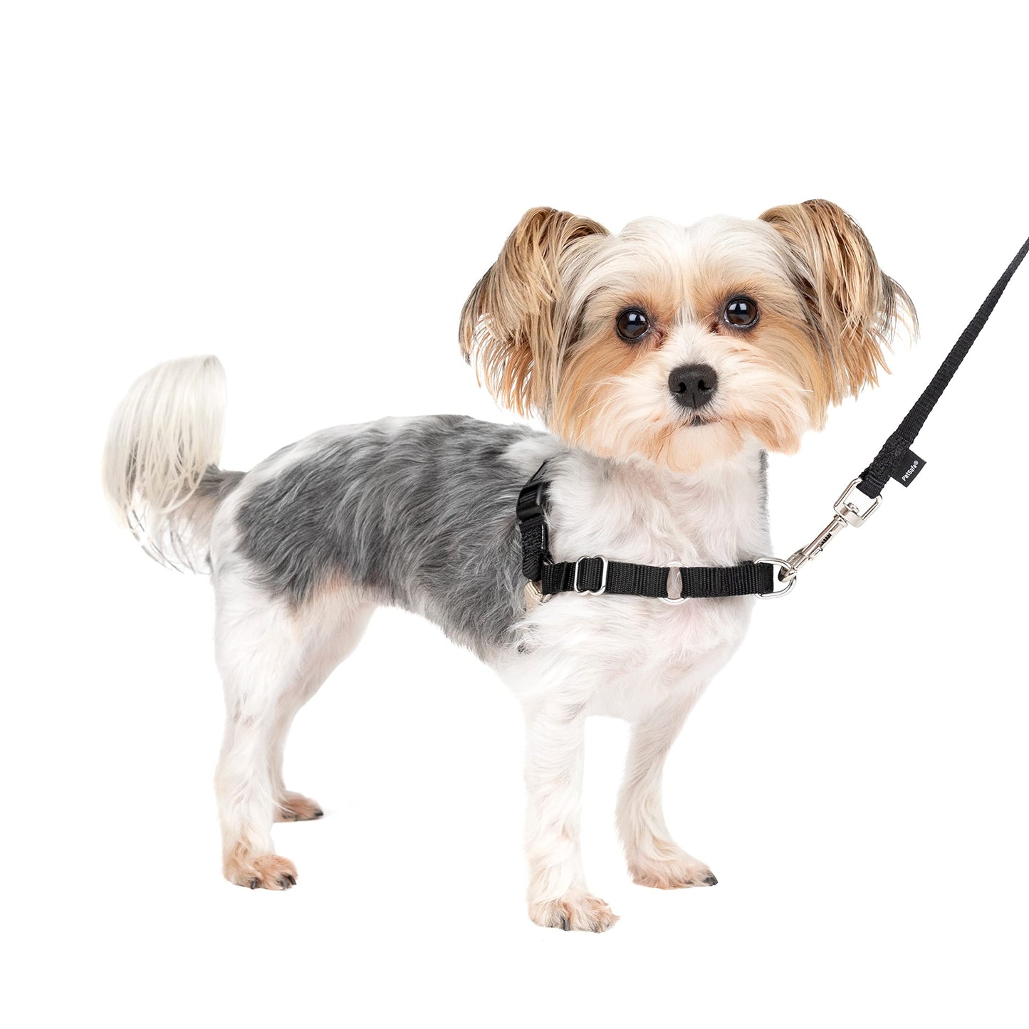 PetSafe Easy Walk No-Pull Dog Harness - The Ultimate Harness to Help Stop Pulling - Take Control & Teach Better Leash Manners - Helps Prevent Pets Pulling on Walks, Petite/Small, Black/Silver