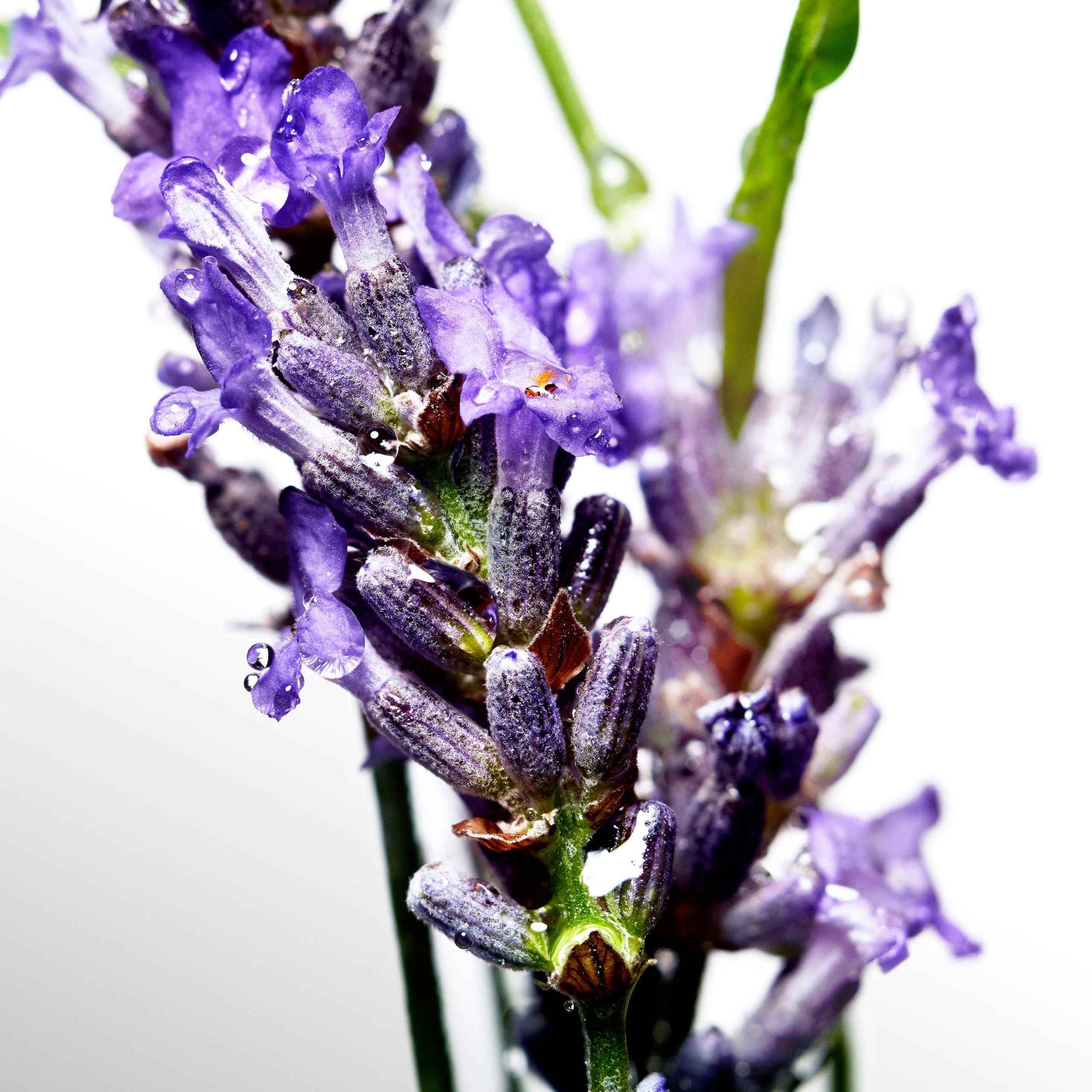 Davidoff Cool Water Men's Deodorant Stick With Notes of Coriander, Mint, Lavender & Amber 2.5 fl oz