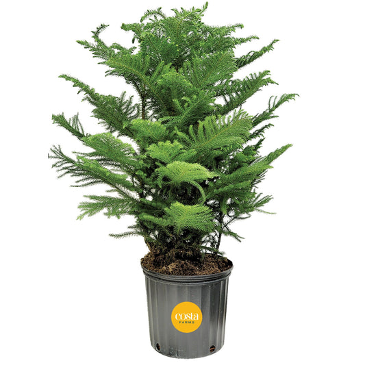 Costa Farms Live Christmas Tree, Large Norfolk Island Pine Tree in Nursery Plant Pot, Potting Soil, Indoor Tree Decor, All Seasons Christmas Gift or Room Decor, 3-4 Feet Tall