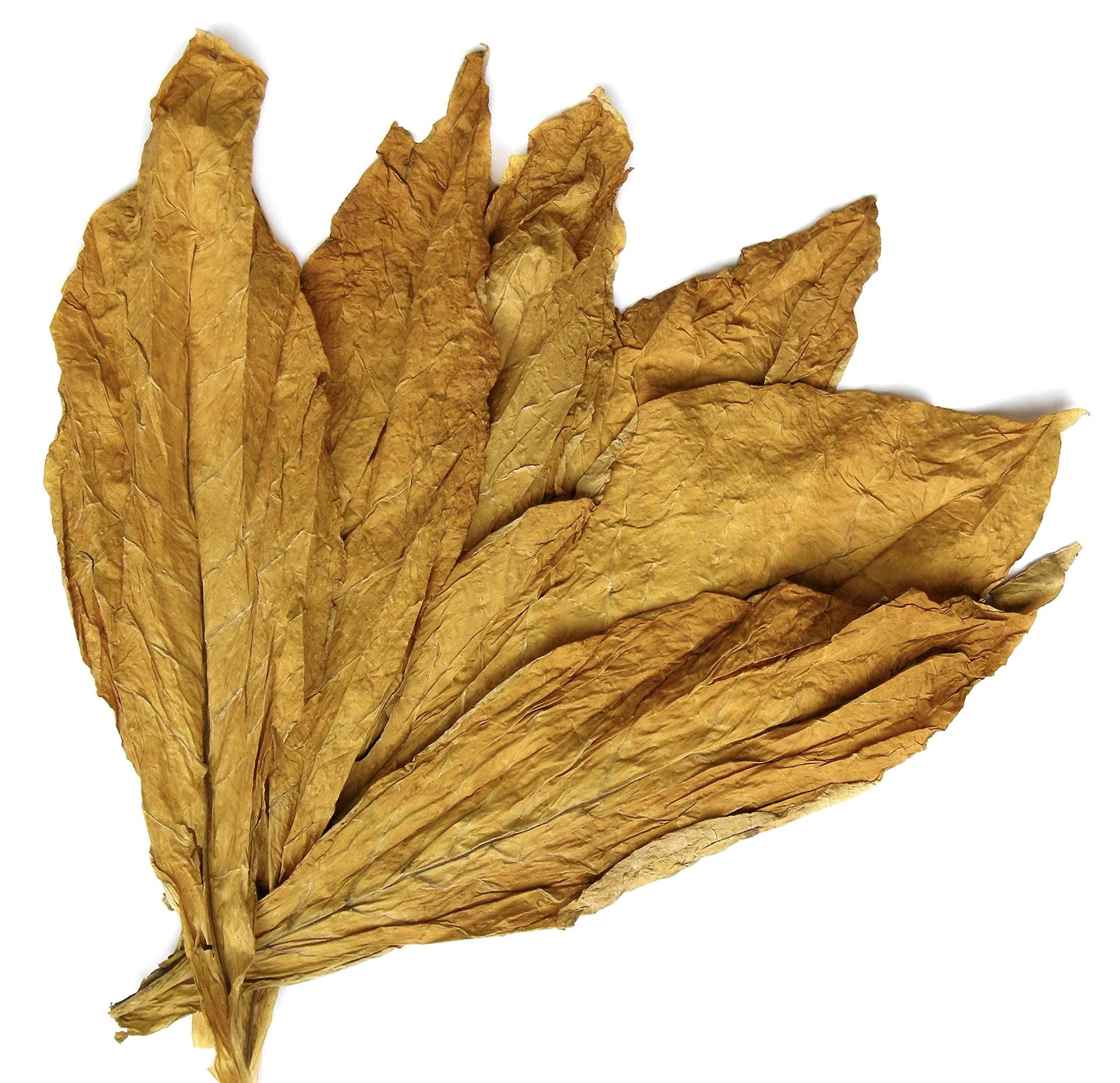 Castile Liquid Body Wash for Sensitive Skin – Natural Shampoo for Men with Olive Oil, Cocoa Butter & Coconut Oil – Tobacco Vanilla by Carolina Castile (Tobacco Vanilla, 32 Fl Oz)