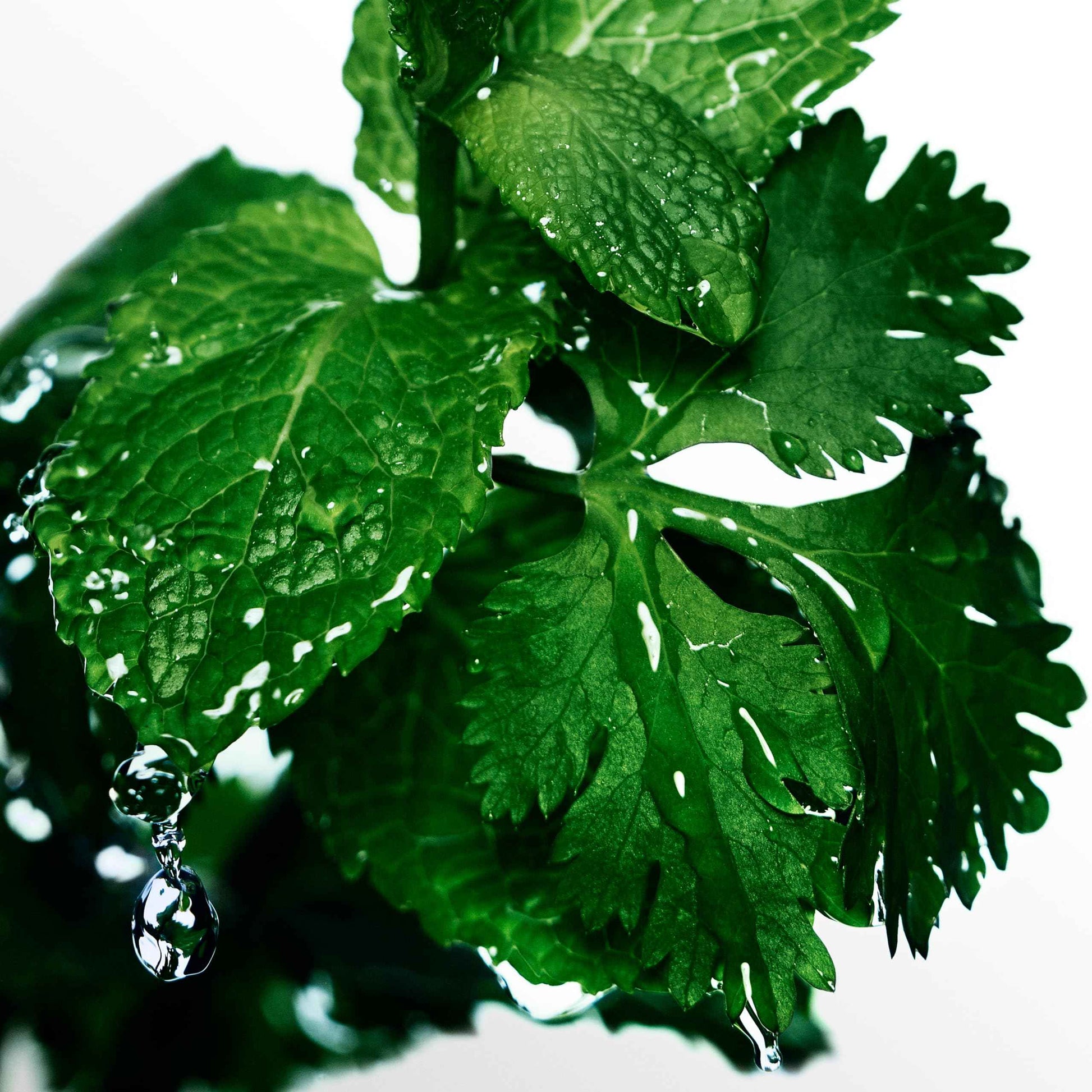 Davidoff Cool Water Men's Deodorant Spray – With Notes of Coriander, Mint, Lavender & Amber – 5 fl oz