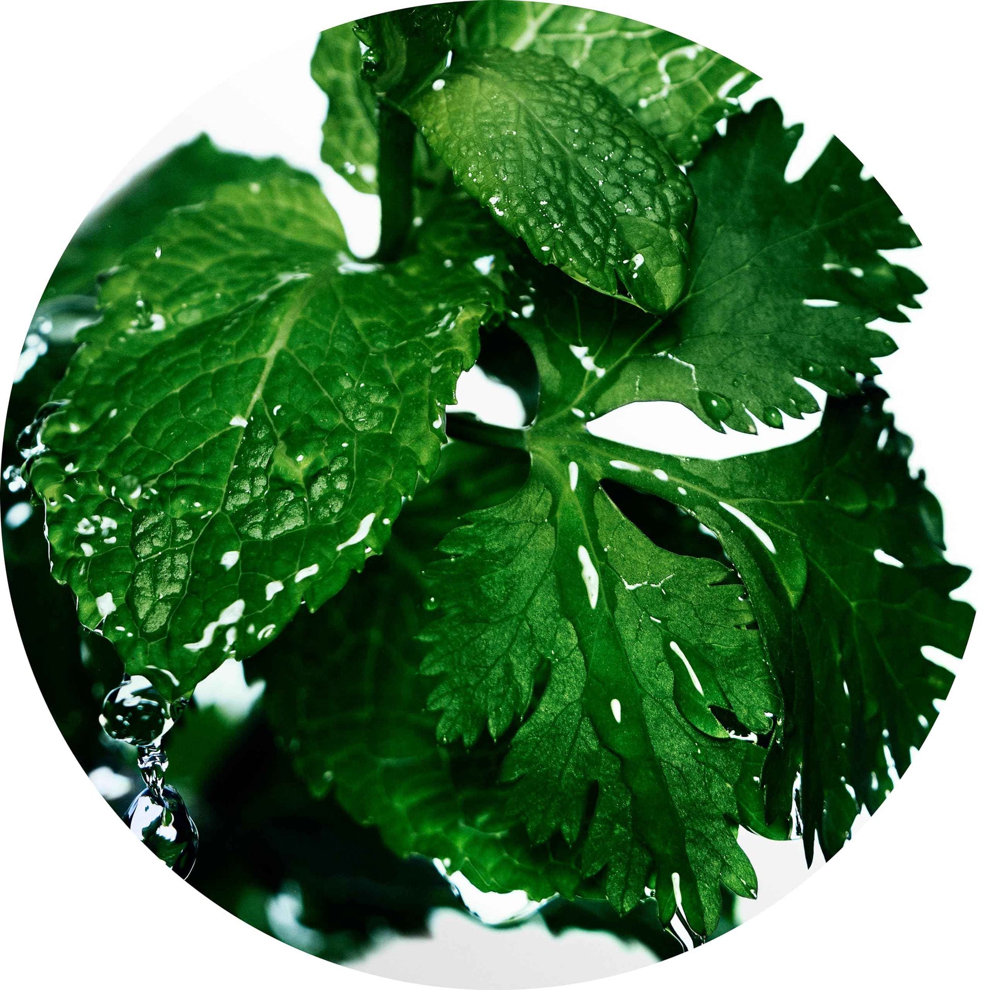 Davidoff Cool Water Men's Deodorant Stick With Notes of Coriander, Mint, Lavender & Amber 2.5 fl oz