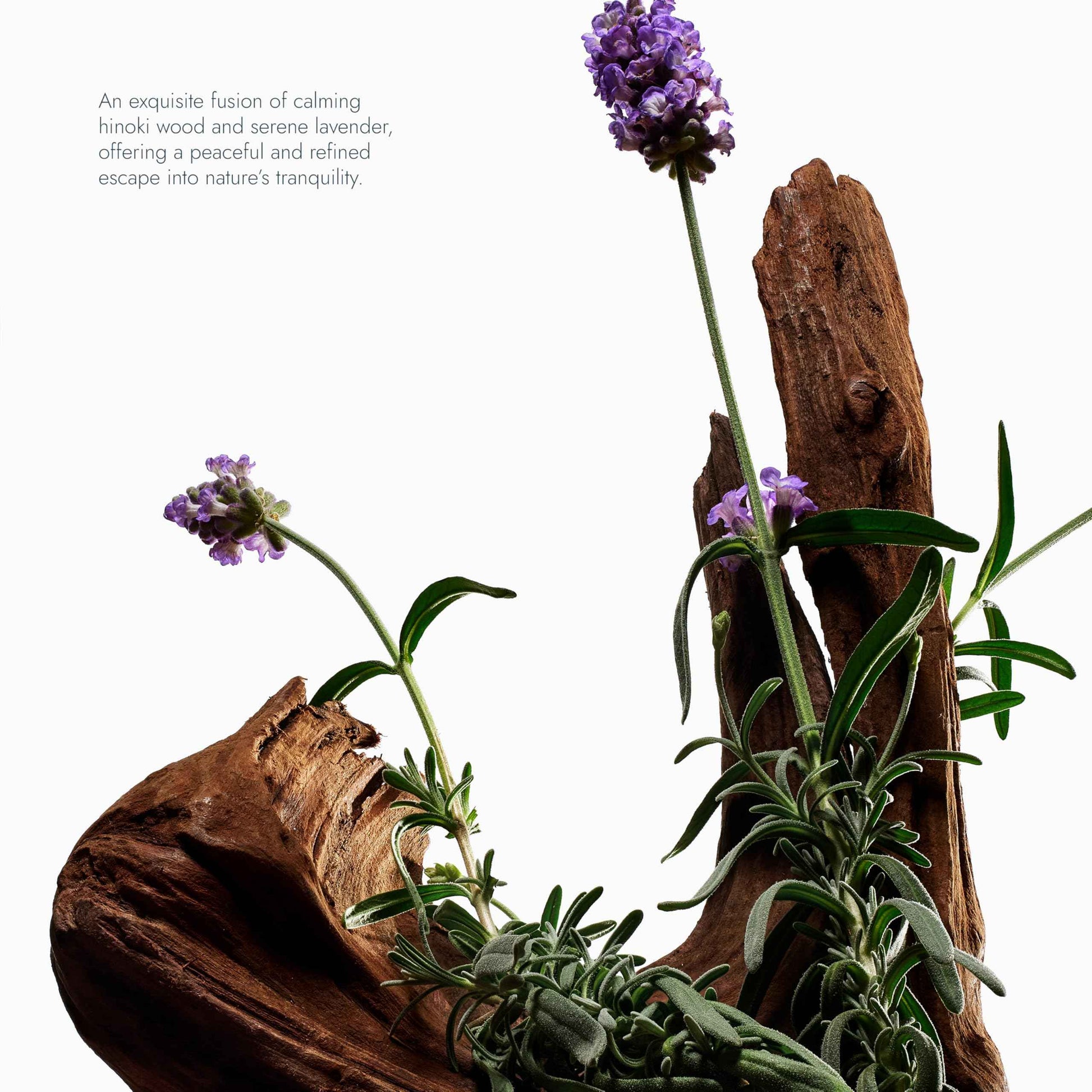 VOESH Sugar Scrub & Exfoliating Body Wash with Plant-Derived AHAs & Vegan Probiotics, K-Beauty Korean Skincare - Hinoki & Lavanda