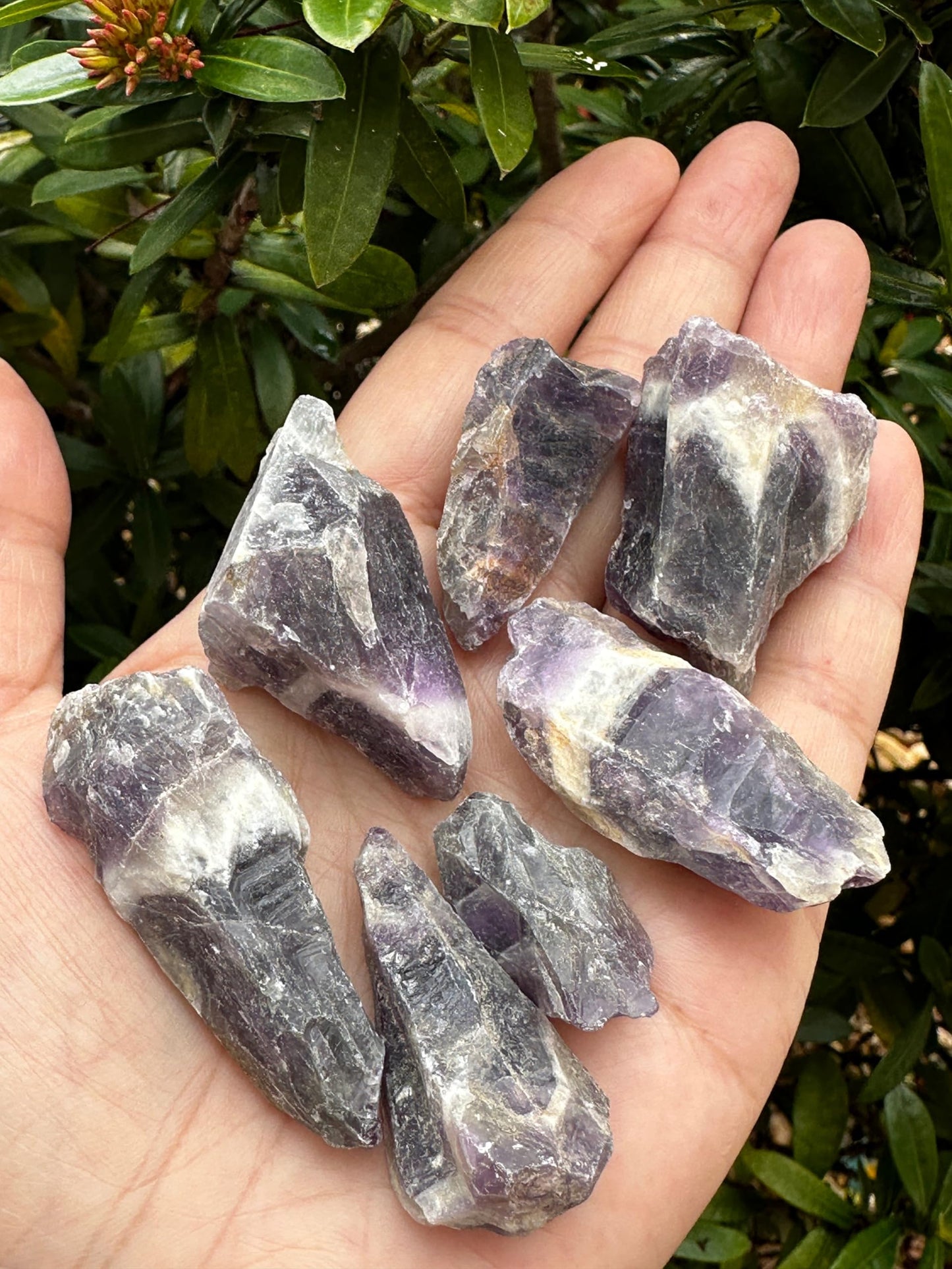 GAF TREASURES Wholesale Raw Chevron Amethyst Crystals, Natural Chevron Amethyst Stone, Natural Rough Chevron Amethyst Crystals, Chevron Amethyst Healing Crystals (Chevron Amethyst, 0.5 Pound)