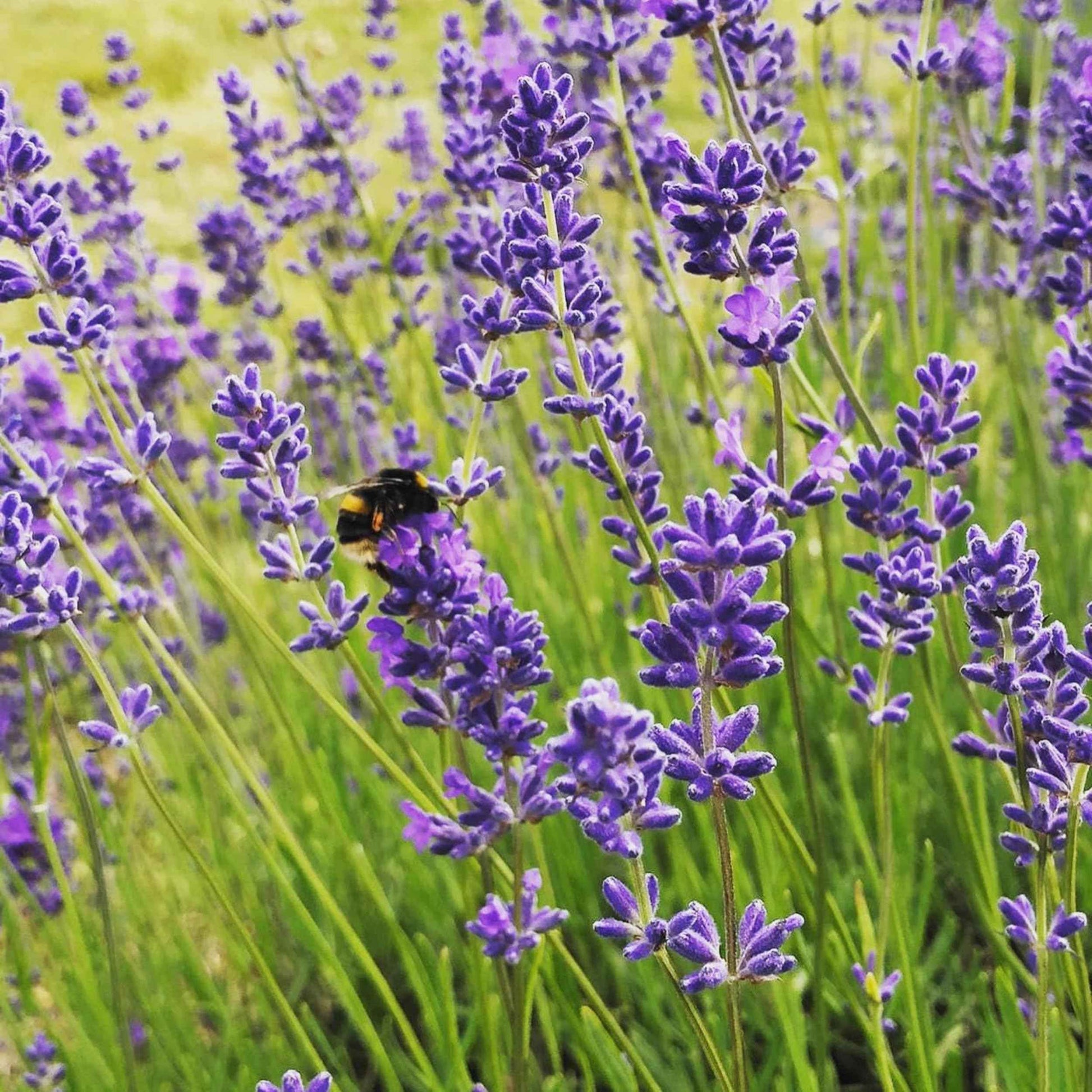The Highland Soap Company, Handmade Scottish Organic Vegetable Oil Glycerin Soap Bar, Highland Lavender, 5.3oz (Pack of 2)
