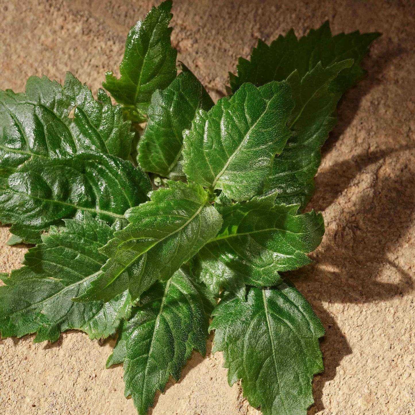 Dolce&Gabbana Devotion, Eau De Parfum, For Men, 10ml / 0.33 fl.oz