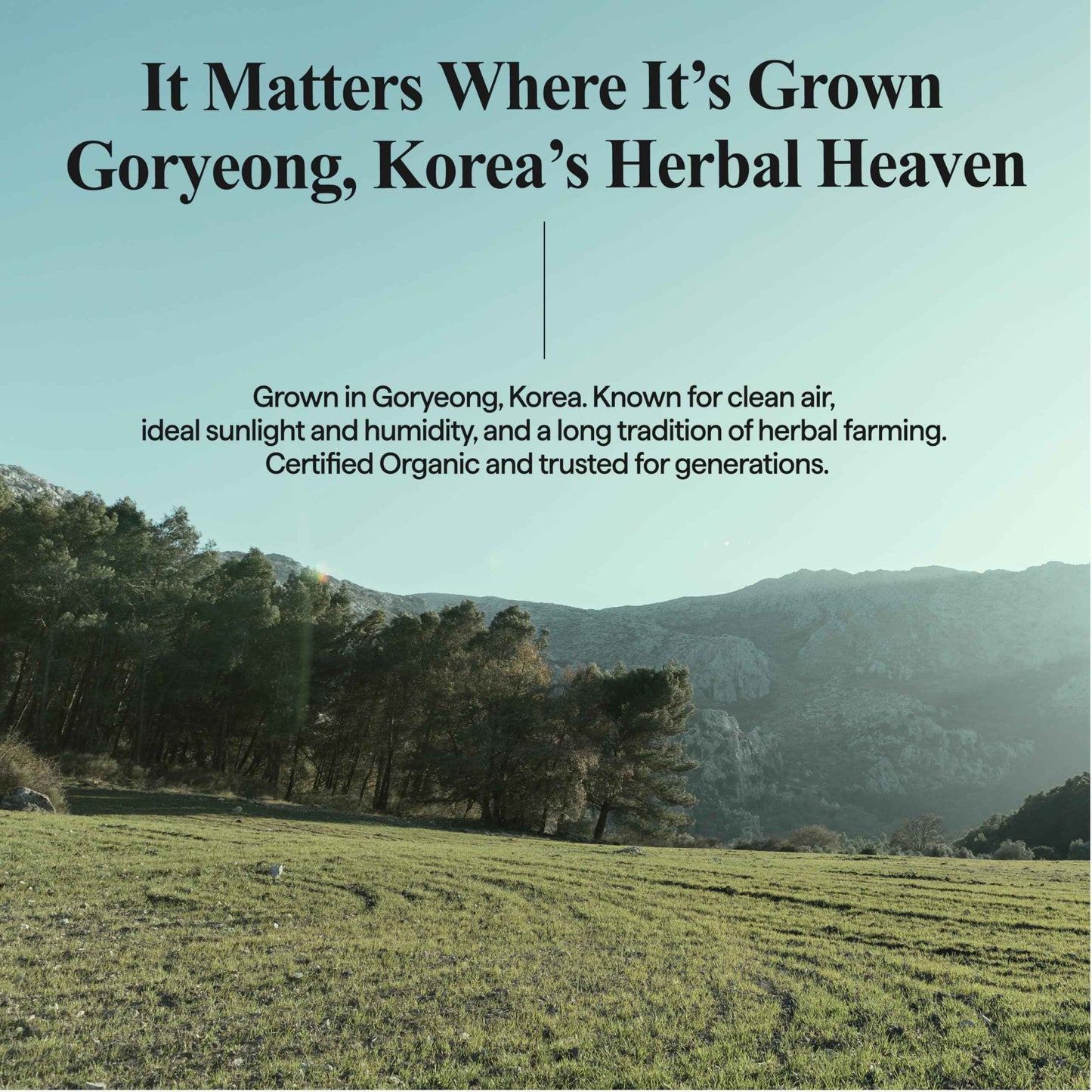 All Natural Houttuynia Cordata Mask Sheet - Heartleaf Soothing & Sebum Control Facial Sheet Mask, Gentle Formula for Daily Use (13ea)